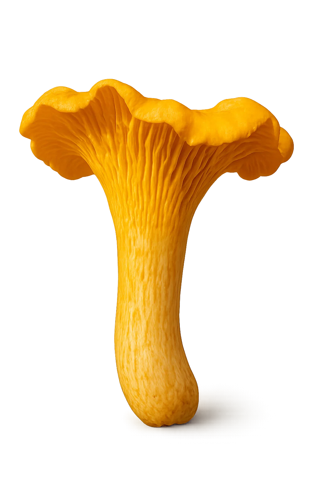 Mushroom to identify