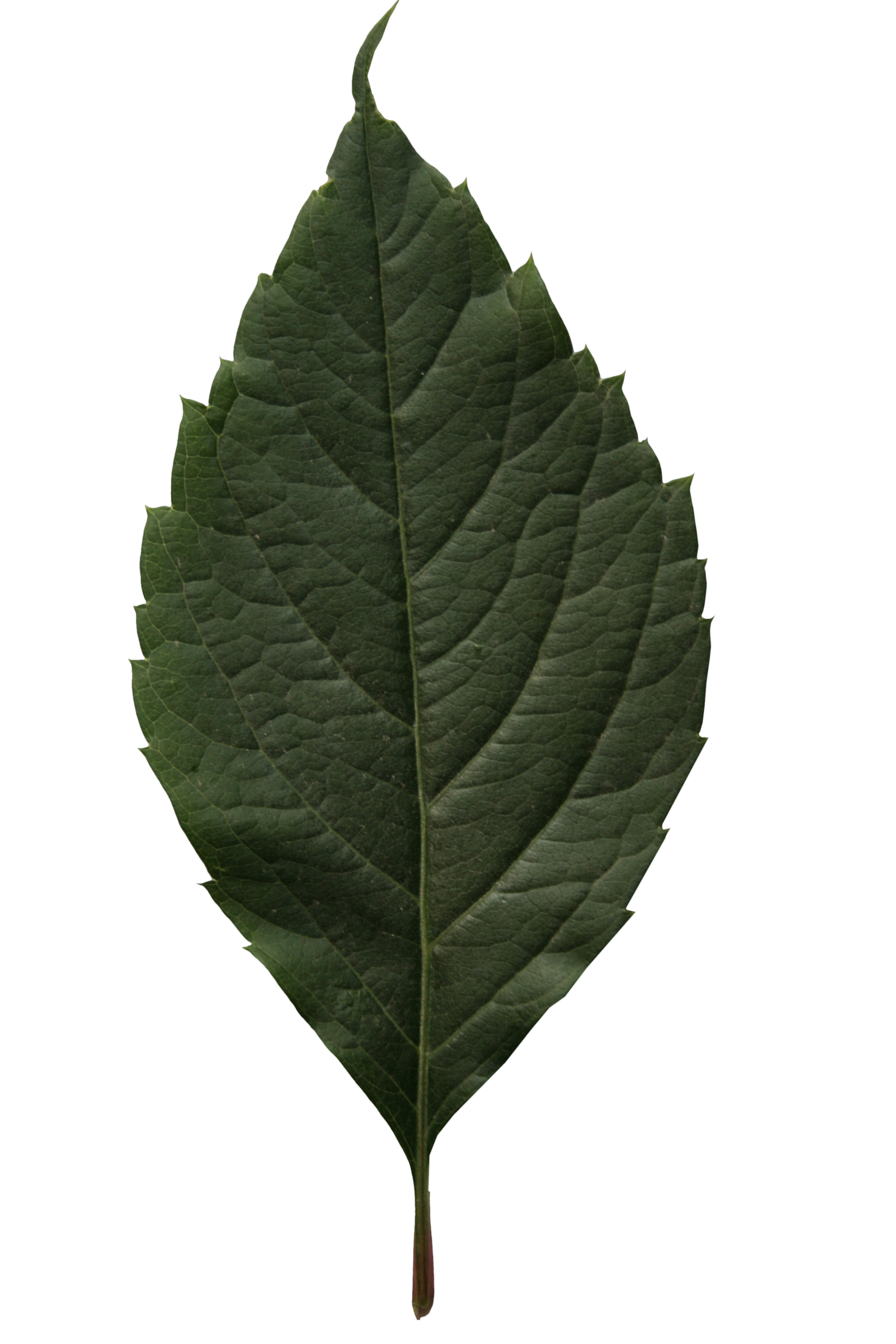 leaf2
