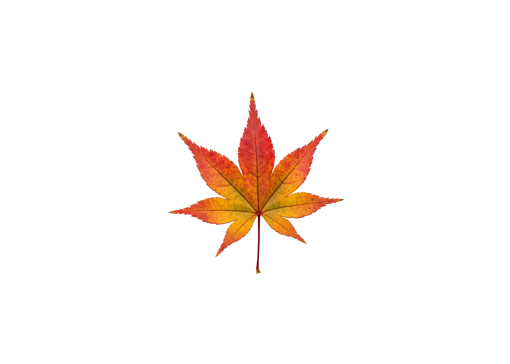 leaf5