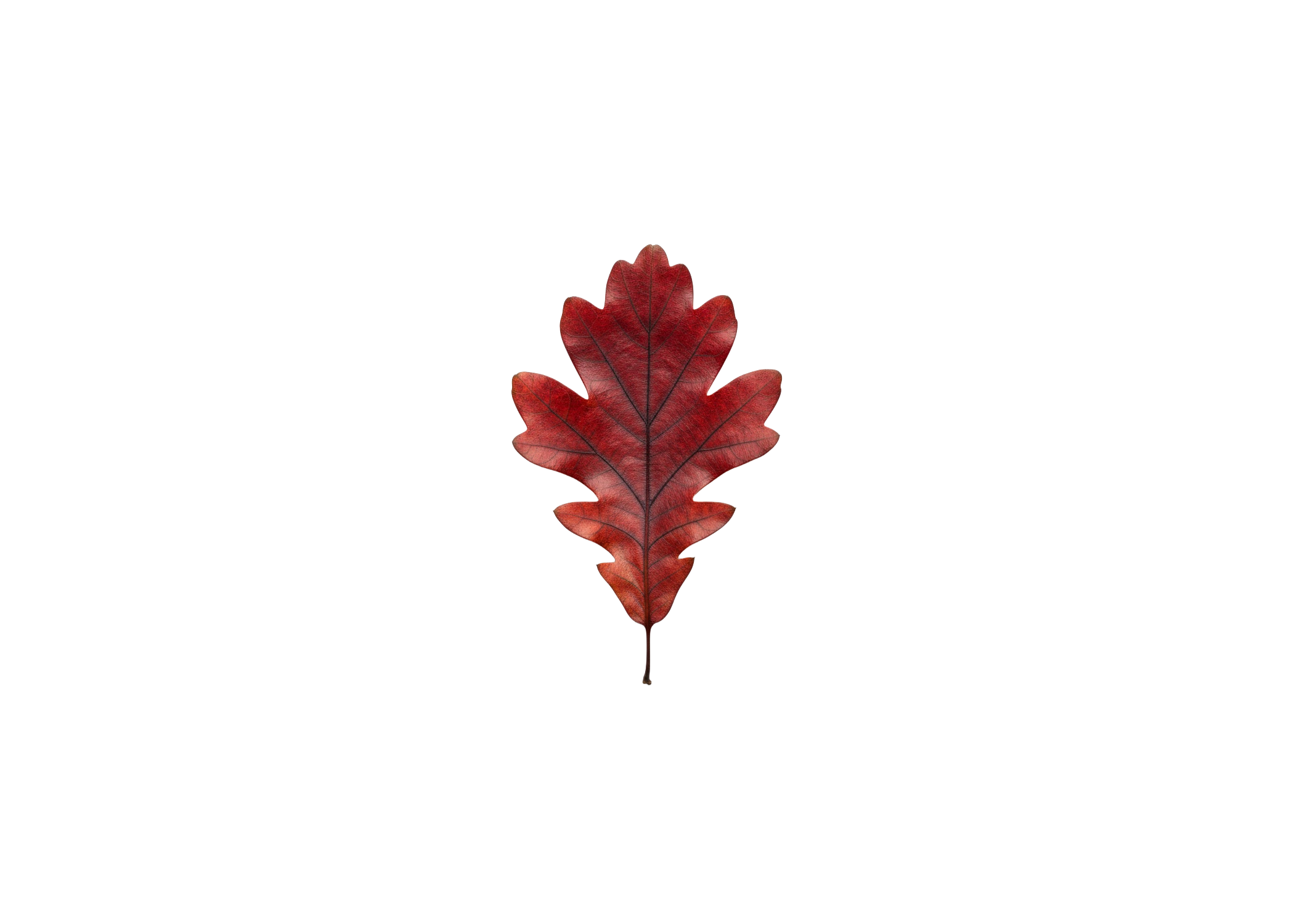 leaf6